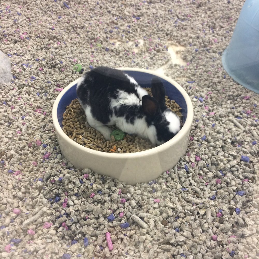 Pets-R-US - cute and small so cute - Pet Stores Near Me - Omaha, Nebraska Pets-R-US - cute and small so cute - Pet Stores Near Me - Omaha, Nebraska
