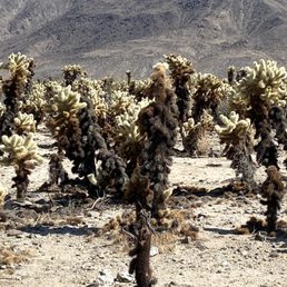 Cholla Cactus Cholla Cactus