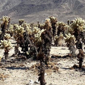 Cholla Cactus Garden - Cholla Cactus - Parks Near Me - Twentynine Palms, California Cholla Cactus Garden - Cholla Cactus - Parks Near Me - Twentynine Palms, California