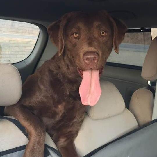 PILOT POINT VETERINARY HOSPITAL Updated August 2024 1222 S