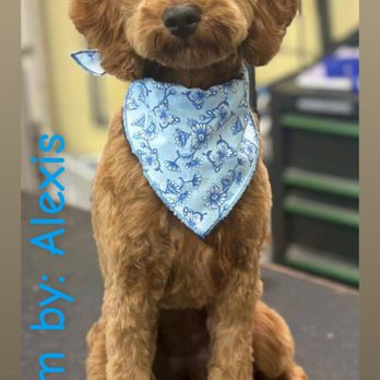 Dapper Dog - Pet Groomers Near Me - Terre Haute, Indiana Dapper Dog - Pet Groomers Near Me - Terre Haute, Indiana