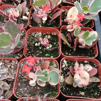 Amalia's Succulents - Nurseries & Gardening Near Me - Vista, California