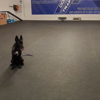 7F Dog Trainer - Working a sit stay on site. - Pet Training Near Me - Las Vegas, Nevada