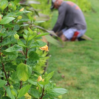 Lē’ahi Landscaping - Lawn Services Near Me Lē’ahi Landscaping - Lawn Services Near Me
