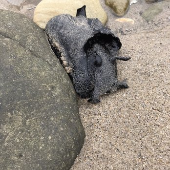 Malibu Lagoon State Beach - Giant sea slug - Beaches Near Me - Malibu, California