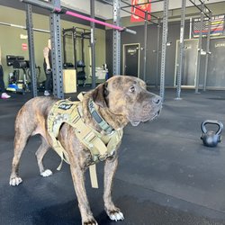 Tankie the gym ambassador and employee of everything