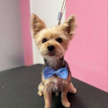 Lush Spaw - Pet Groomers Near Me - Santa Clara, California Lush Spaw - Pet Groomers Near Me - Santa Clara, California