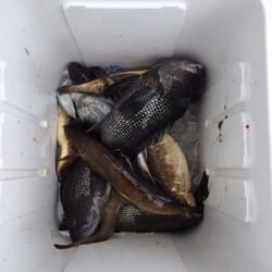 Dauntless - Keeper sea bass and ling