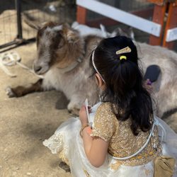 D'Rose Petting Zoo
