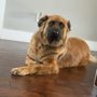 Photo of Fresh Paws Mobile Pet Grooming