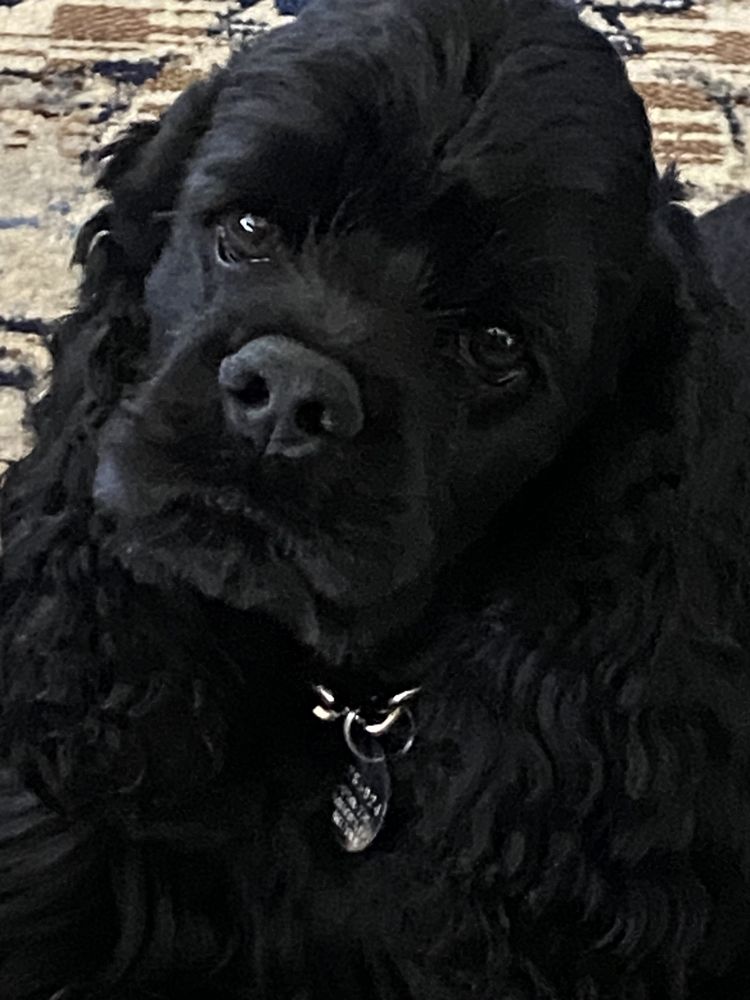 MOBILE KANGAROO CAVE CREEK Updated June 2024 4705 E Carefree Hwy, Cave Creek, Arizona