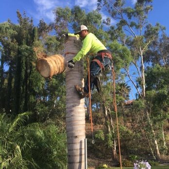 Four Aces Tree Service - Tree Services Near Me - Bakersfield, California Four Aces Tree Service - Tree Services Near Me - Bakersfield, California