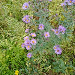 Little Manitowoc River Walkway - Fall asters