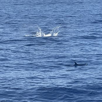 Hawaii Nautical - West Oahu - Dolphin splash! - Boat Tours Near Me - Waianae, Hawaii