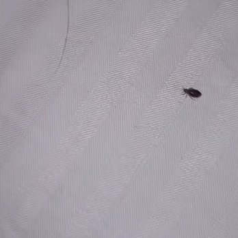 Baymont by Wyndham Stevens Point - Bed bugs - Hotels Near Me - Stevens Point, Wisconsin Baymont by Wyndham Stevens Point - Bed bugs - Hotels Near Me - Stevens Point, Wisconsin