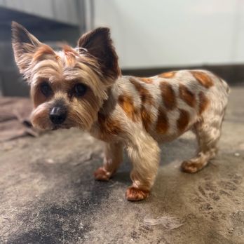 The Fur Lounge Dog Grooming - Pet Groomers Near Me The Fur Lounge Dog Grooming - Pet Groomers Near Me