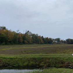 Johnston's Cranberry Marsh - Cranberries!