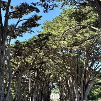 Cypress Tree Tunnel - Parks Near Me - Inverness, California Cypress Tree Tunnel - Parks Near Me - Inverness, California
