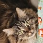 Photo of The Cat Chalet