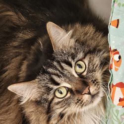 The Cat Chalet