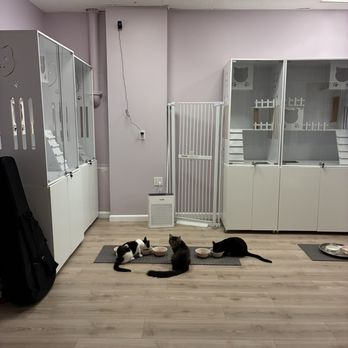 Whiskerwood Haven - 3 cats - Animal Shelters Near Me - San Francisco, California