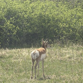 Custer State Park - Antelope - Parks Near Me - Custer, South Dakota