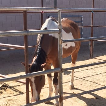Wildhorse Ranch Rescue - This is Duke.  He was rescued near Havasupai Falls in 2015.  Weighing only 600lbs.  Now he's up to 1200lbs. - Animal Shelters Near Me - Gilbert, Arizona