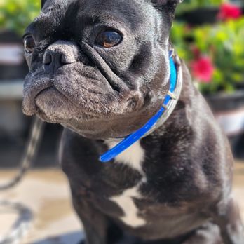Black Collar Dog Training - Flowers and Sunshine - Pet Training Near Me
