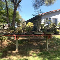 Lotus Bonsai Nursery & Gardens