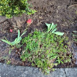 E&h Landscaping