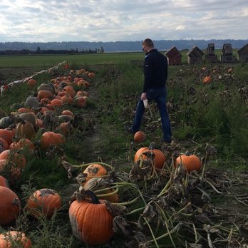 Stocker Farms - Adventuring into the pumpkin patch. - Christmas Trees Near Me - Snohomish, Washington Stocker Farms - Adventuring into the pumpkin patch. - Christmas Trees Near Me - Snohomish, Washington