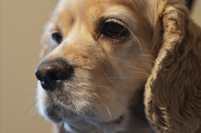 DARLING DOG GROOMING Updated August 2024 262 E Main St, Norwalk