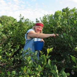 Crabtree's Blueberries - Happy camper.