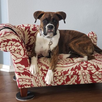 Complete K9 Training - Learning "place" - Pet Training Near Me Complete K9 Training - Learning "place" - Pet Training Near Me