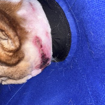Benchmark Dog Training - Dog injury - Pet Training Near Me
