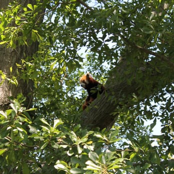 Virginia Zoo - One of the two cute red pandas.... - Zoos Near Me - Norfolk, Virginia Virginia Zoo - One of the two cute red pandas.... - Zoos Near Me - Norfolk, Virginia