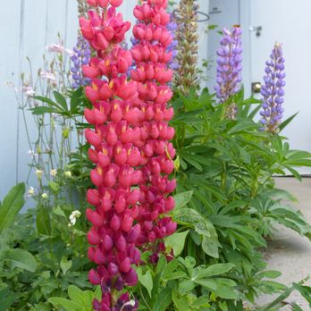 Aster Inn and Antiques - May 2016 courtyard - Antiques Near Me - Cle Elum, Washington Aster Inn and Antiques - May 2016 courtyard - Antiques Near Me - Cle Elum, Washington
