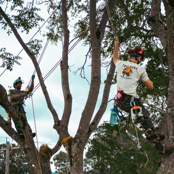Tree Dogs - Sometimes it's necessary to have TWO climbers in the tree. - Tree Services Near Me Tree Dogs - Sometimes it's necessary to have TWO climbers in the tree. - Tree Services Near Me