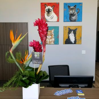 Cat Care Clinic - Veterinarians Near Me - Madison, Wisconsin Cat Care Clinic - Veterinarians Near Me - Madison, Wisconsin
