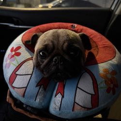Kingsburg Veterinary Clinic - Here's Petunia post spay