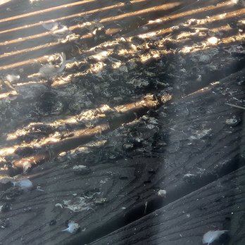 Deluxe Apartments - Do you think this is sanitary? Having to live with this poop and cleaning it myself, - Apartments Near Me - Reno, Nevada Deluxe Apartments - Do you think this is sanitary? Having to live with this poop and cleaning it myself, - Apartments Near Me - Reno, Nevada