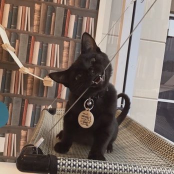Club Cat - Playroom shenanigans! - Pet Boarding Near Me - Irvine, California