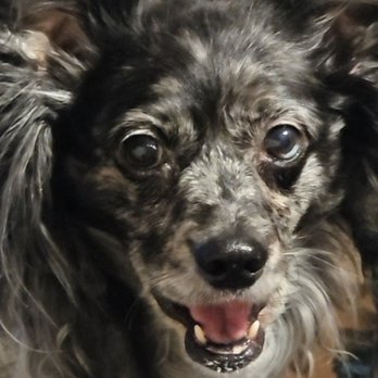 Crystal Sky Puppies - Maya today - Pet Services Near Me Crystal Sky Puppies - Maya today - Pet Services Near Me