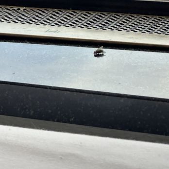 Chart House - Fly (hovering beside me) - Seafood Near Me - San Antonio, Texas