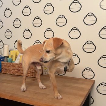 Sun Bum - Zoe's dog. - Cosmetics & Beauty Supply Near Me - Encinitas, California