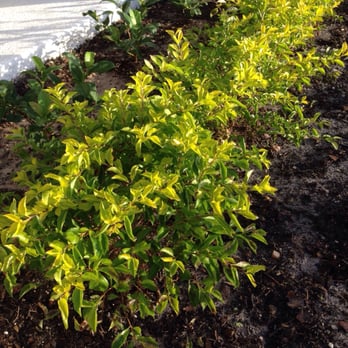 Lake Underhill Nursery - Love my Duranta's! - Nurseries & Gardening Near Me - Orlando, Florida Lake Underhill Nursery - Love my Duranta's! - Nurseries & Gardening Near Me - Orlando, Florida