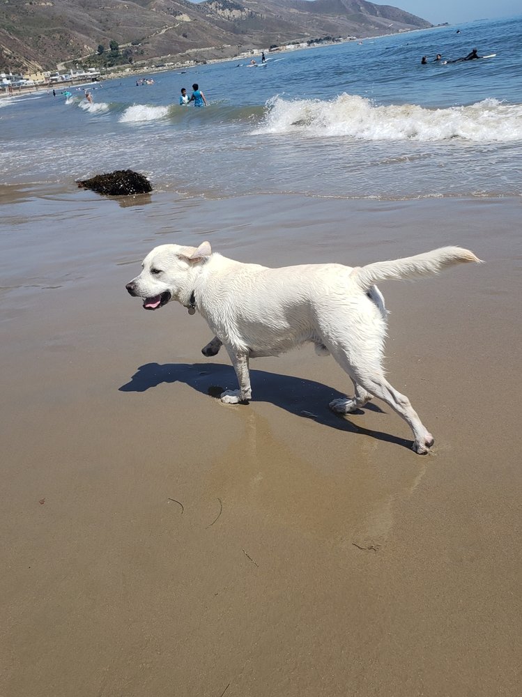 VENTURA COUNTY MOBILE DOG GROOMING Updated April 2024 Oxnard