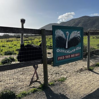 Ostrichland USA - Attraction Farms Near Me - Solvang, California Ostrichland USA - Attraction Farms Near Me - Solvang, California