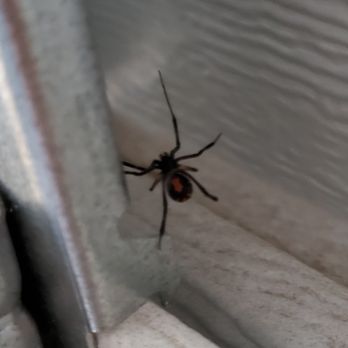 A & B Termite & Pest Control - Black Widow
Fort Worth, TX - Pest Control Near Me - Fort Worth, Texas A & B Termite & Pest Control - Black Widow
Fort Worth, TX - Pest Control Near Me - Fort Worth, Texas