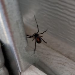 A & B Termite & Pest Control - Black Widow
Fort Worth, TX